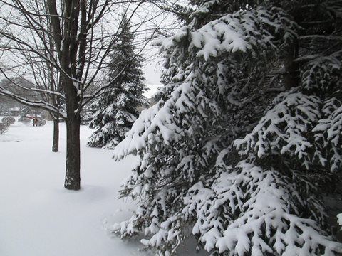 Winter Wonderland